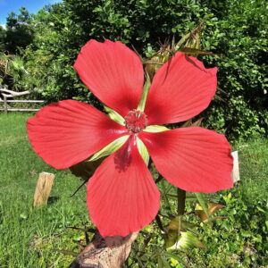 Scarlet Hibiscus