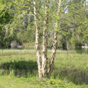 River Birch