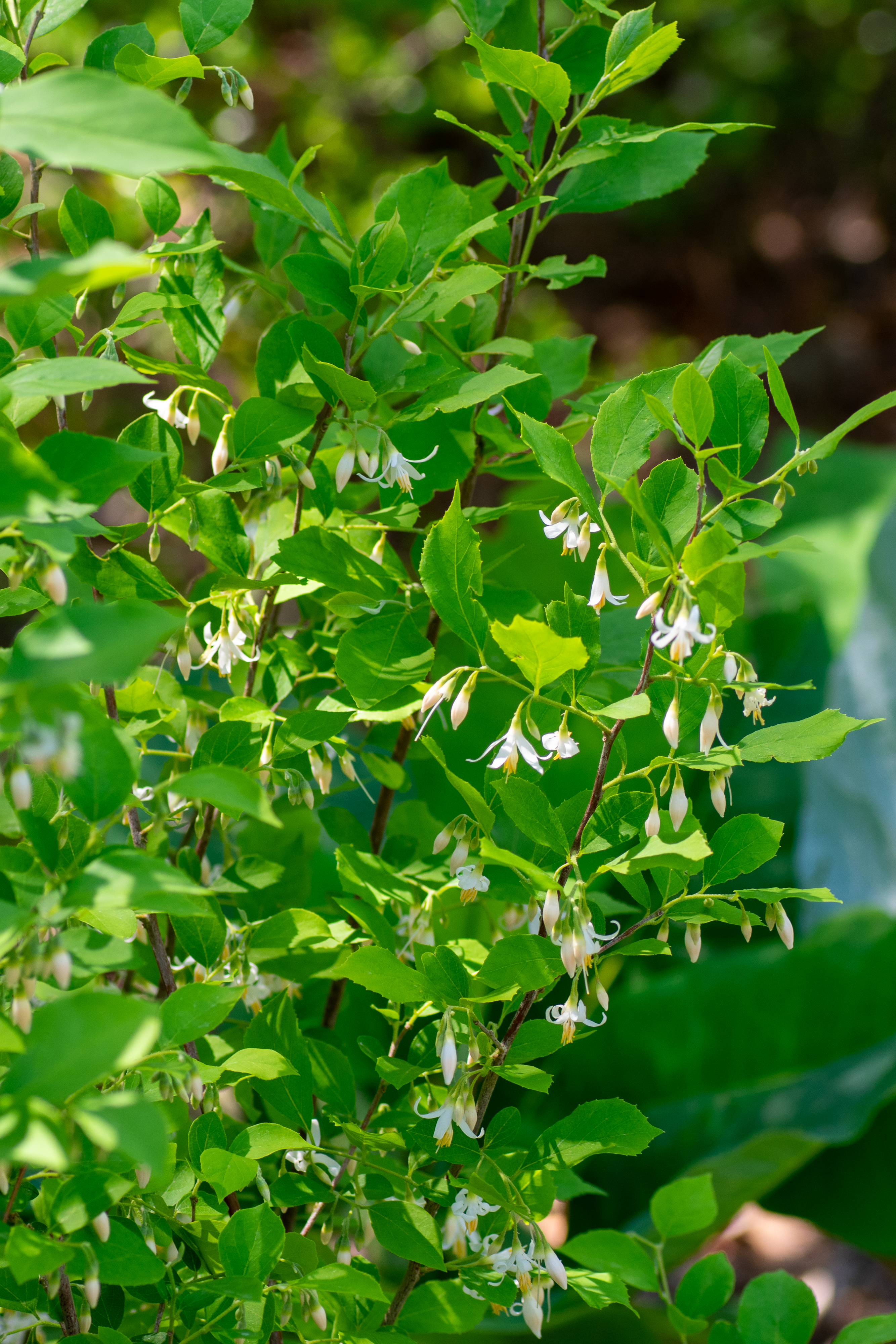 American Snowbell