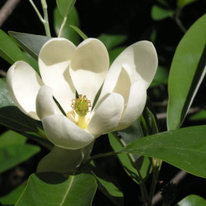 Sweet Bay Magnolia