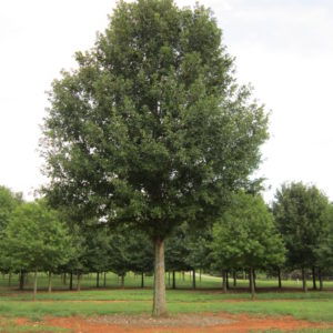 Overcup Oak