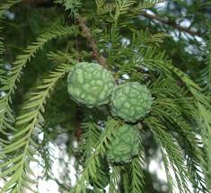 Bald Cypress