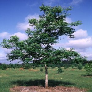 Water Hickory