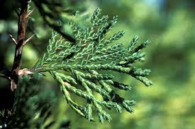 Atlantic White Cedar
