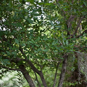 Swamp Dogwood