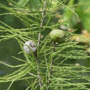 Pond Cypress