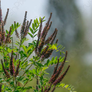 False Indigo-Bush