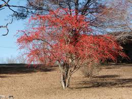 Possum Haw Holly