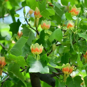 Tulip Tree