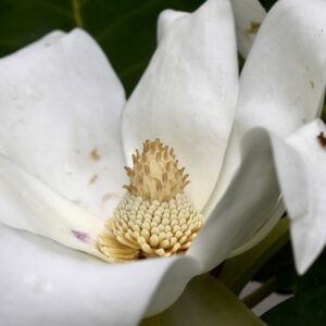 Ashe Magnolia
