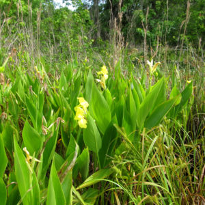 Golden Canna