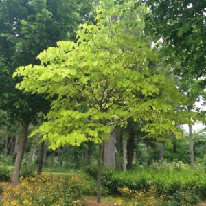 Eastern Redbud