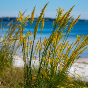 Seaside Goldenrod