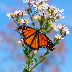 Elliot’s Aster