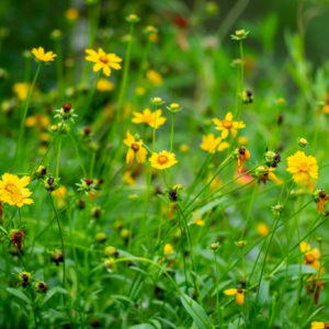 Lance-leaved Tickseed