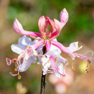 Piedmont Azalea