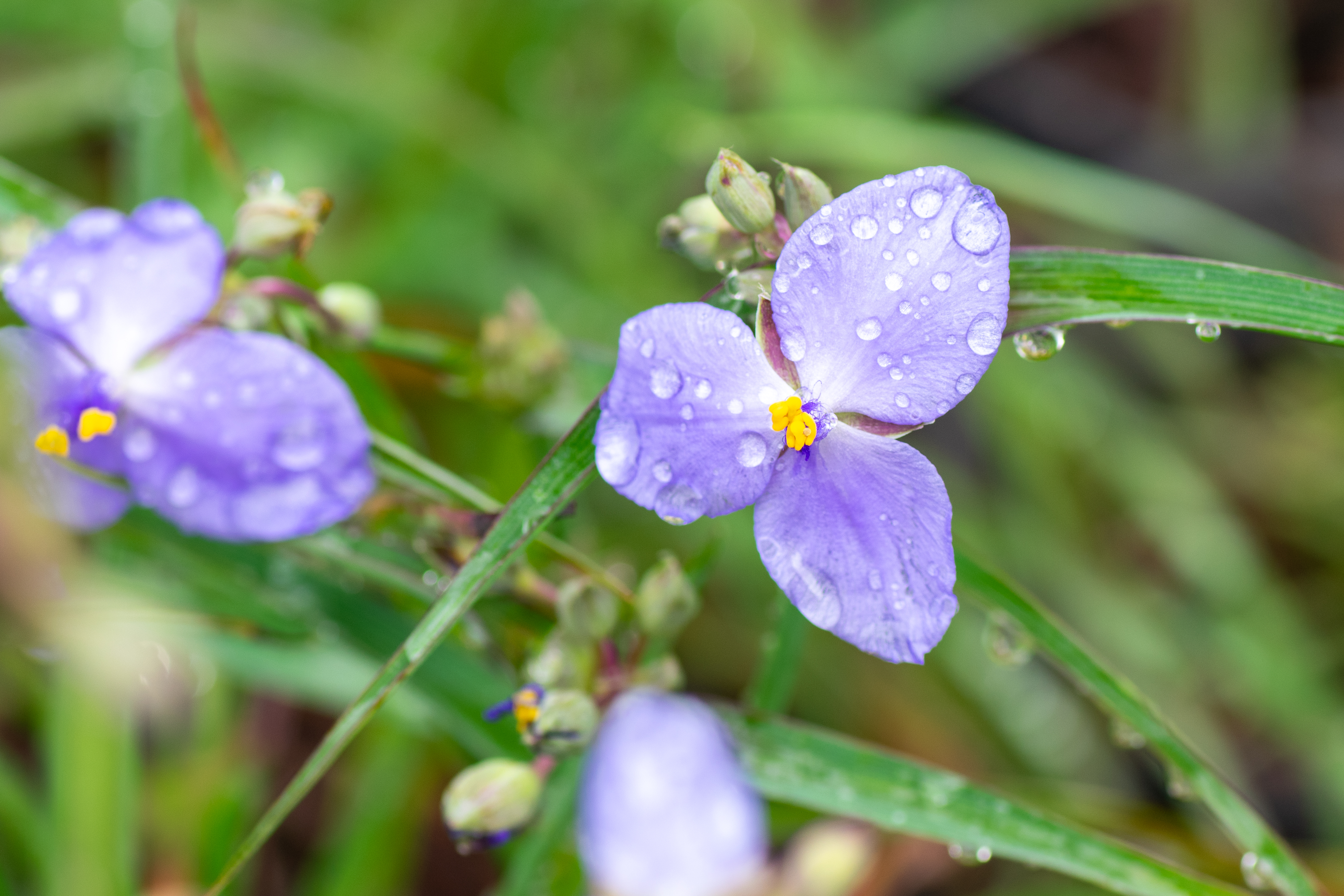 Ohio Spiderwort