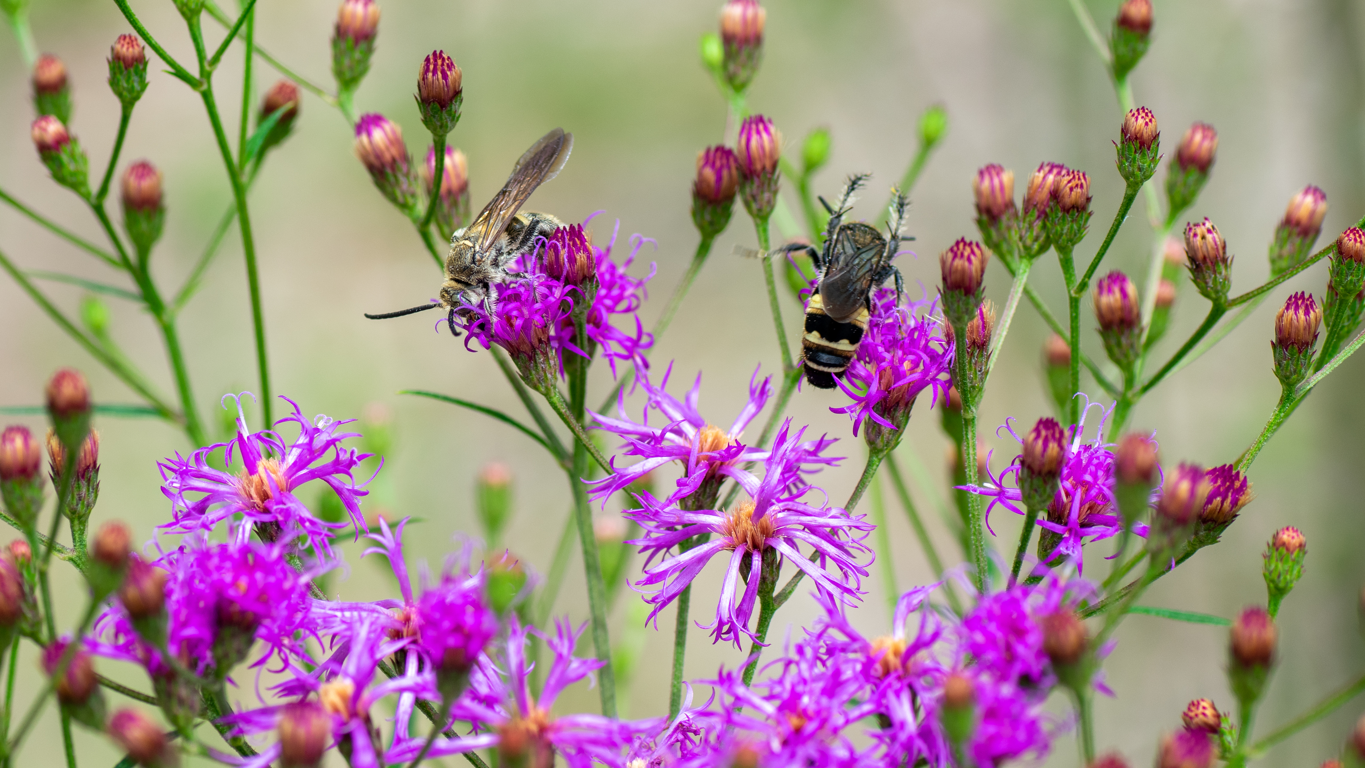 Narrow-leaf Ironweed
