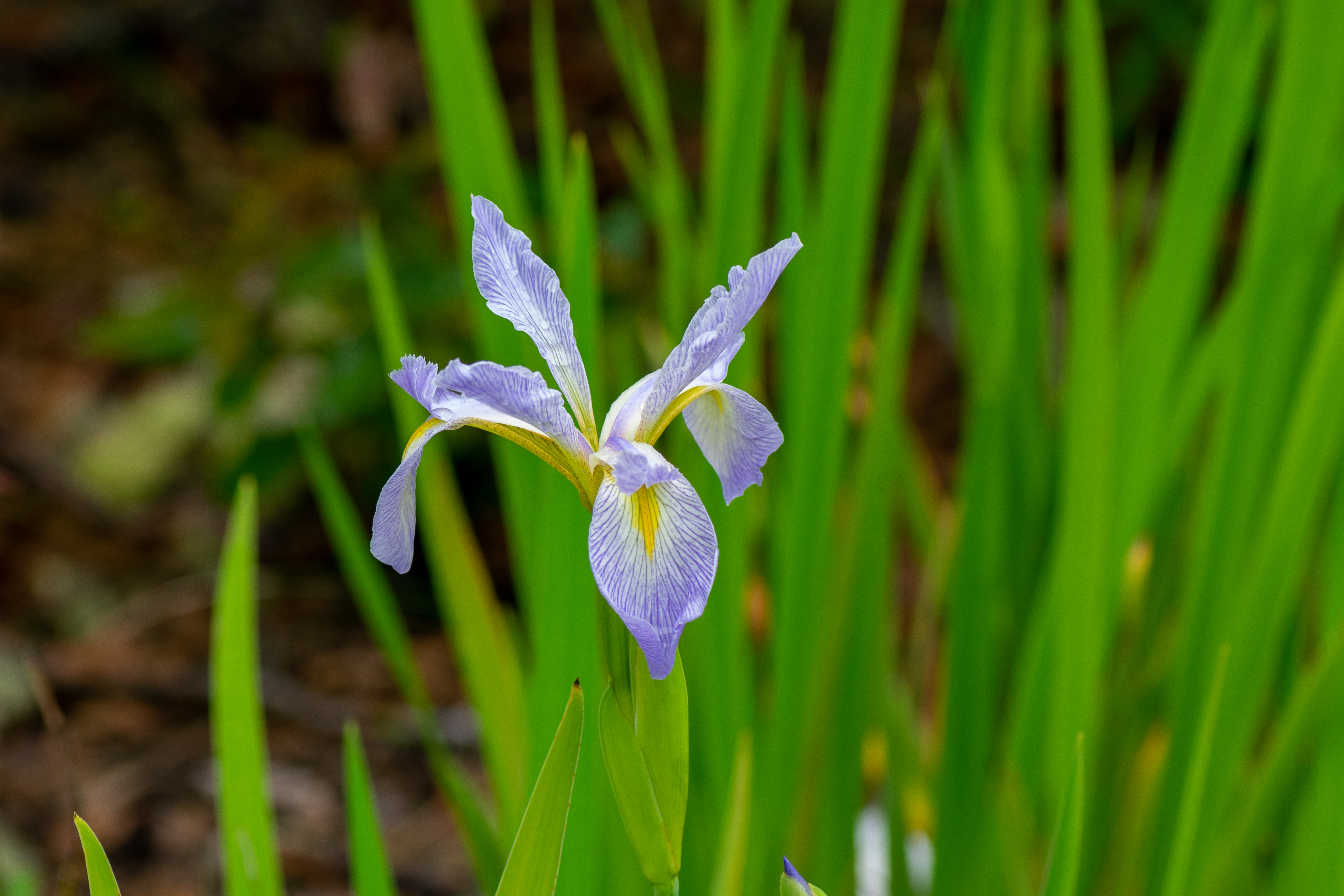 Blue Flag Iris