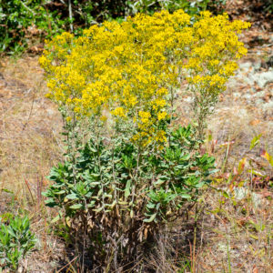 Woody Goldenrod