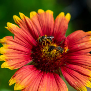 Blanket Flower