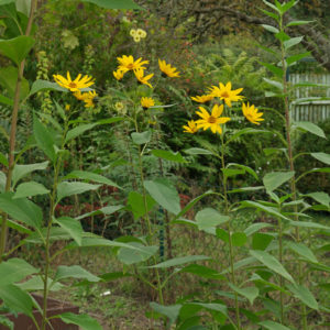Sunchoke