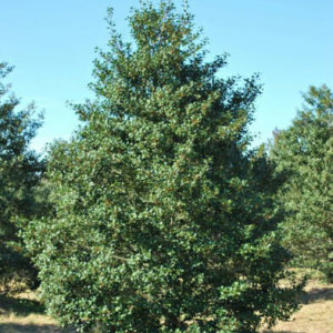 American Holly