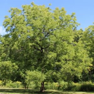 Black Walnut