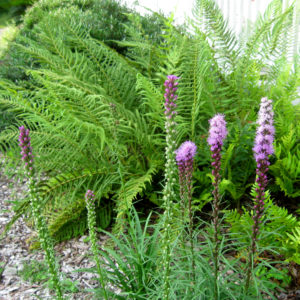 Dense Blazing Star