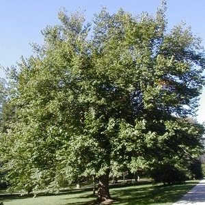 Red Mulberry