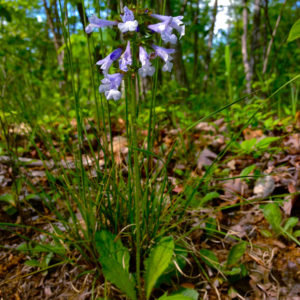 Lyre Leaved Sage
