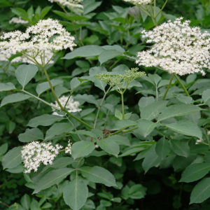 Elderberry