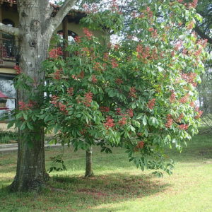Red Buckeye