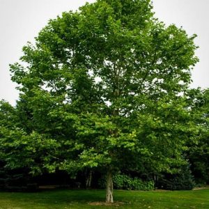 Sycamore
