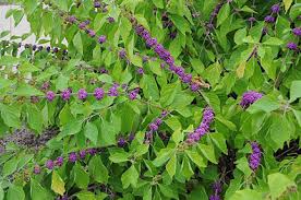 Beauty Berry