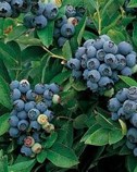Highbush Blueberry