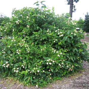 Buttonbush
