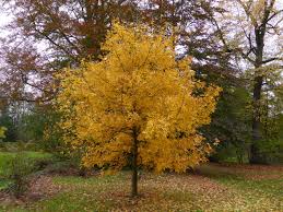 Pignut Hickory