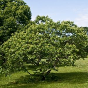 Chinquapin