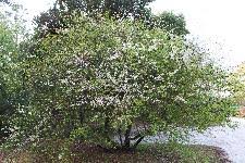 Chickasaw Plum