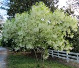 White Fringe Tree