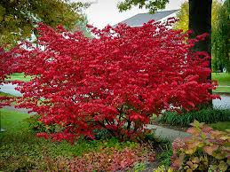 Red Chokeberry