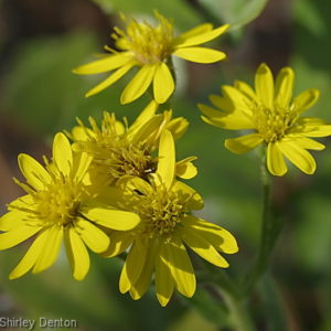 Maryland Goldenaster