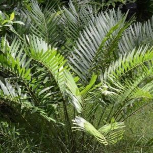 Coontie