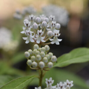 White Milkweed