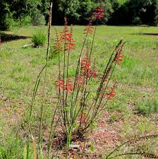 Coral Bean