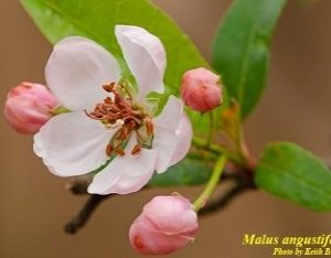 Crab Apple