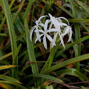 Swamp Lily