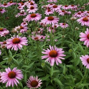 Purple Coneflower