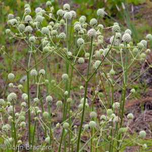 Rattlesnake Master